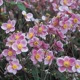Anemone Tomentosa Robustissima v. 9
