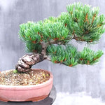 Pinus parviflora 'Negishi' v.20