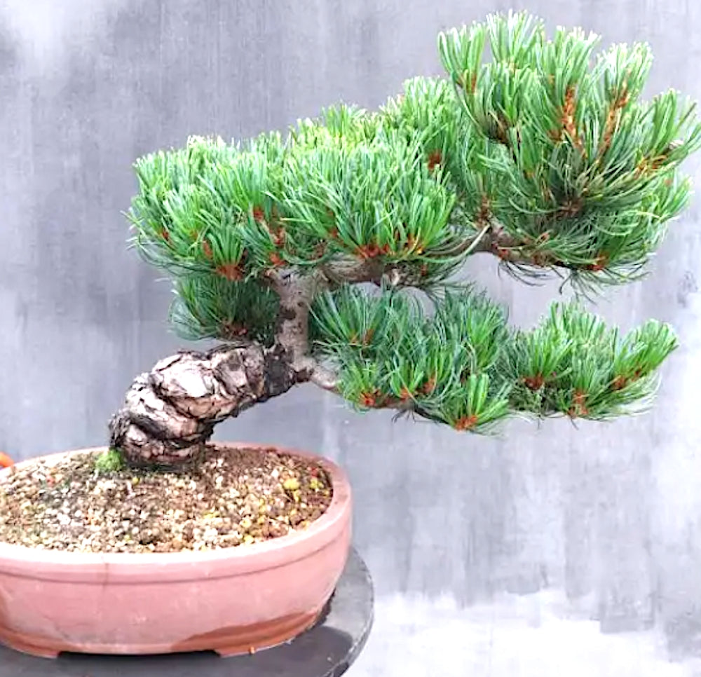 Pinus parviflora 'Negishi' v.20