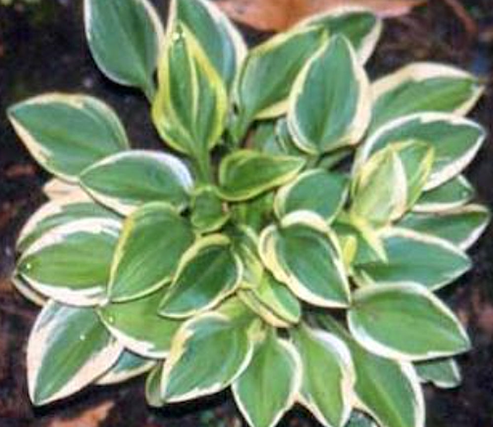 Hosta ‘Woodland Elf’ (nana)    in vaso
