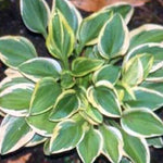 Hosta ‘Woodland Elf’ (nana)    in vaso