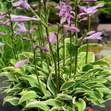 Hosta ‘Woodland Elf’ (nana)    in vaso