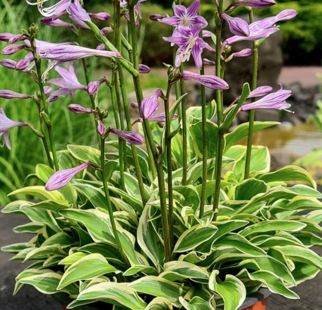 Hosta ‘Woodland Elf’ (nana)    in vaso