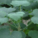 Pelargonium Papillonaceum vaso 10