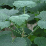 Pelargonium Papillonaceum vaso 10