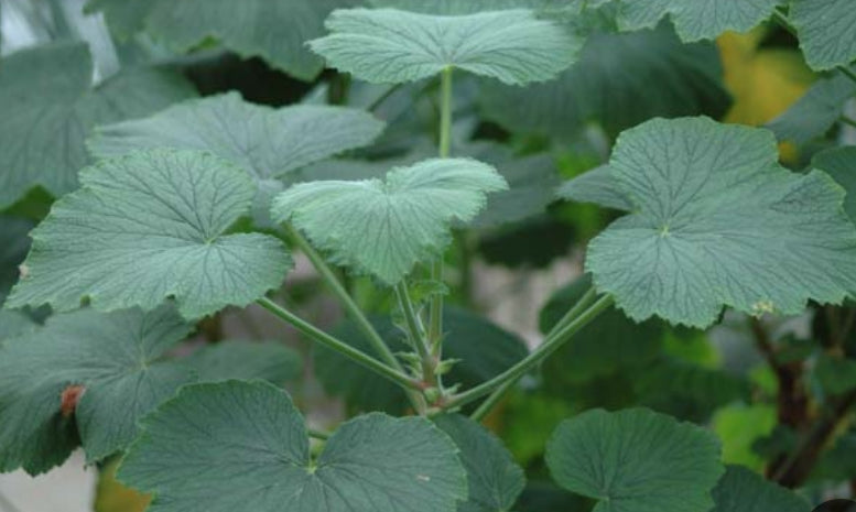 Pelargonium Papillonaceum vaso 10