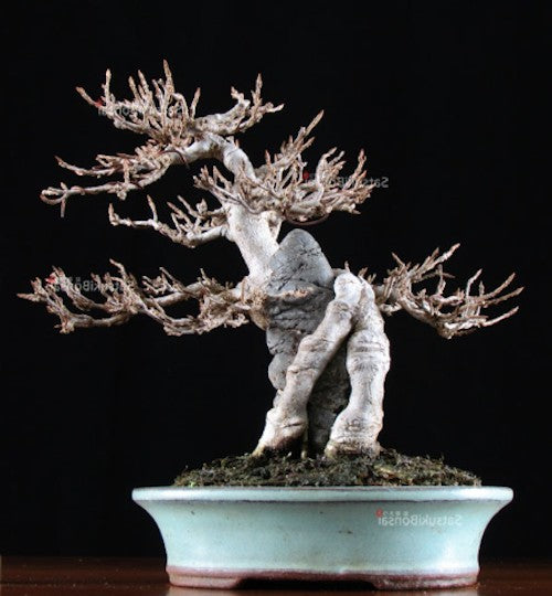 Acer Buergerianum (Tridente) vaso 9