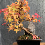 Acer Buergerianum (Tridente) vaso 9