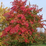 Acer Buergerianum (Tridente) vaso 9
