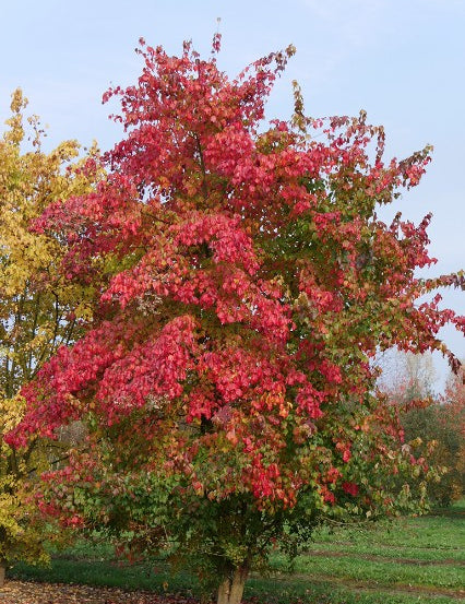 Acer Buergerianum (Tridente) vaso 9