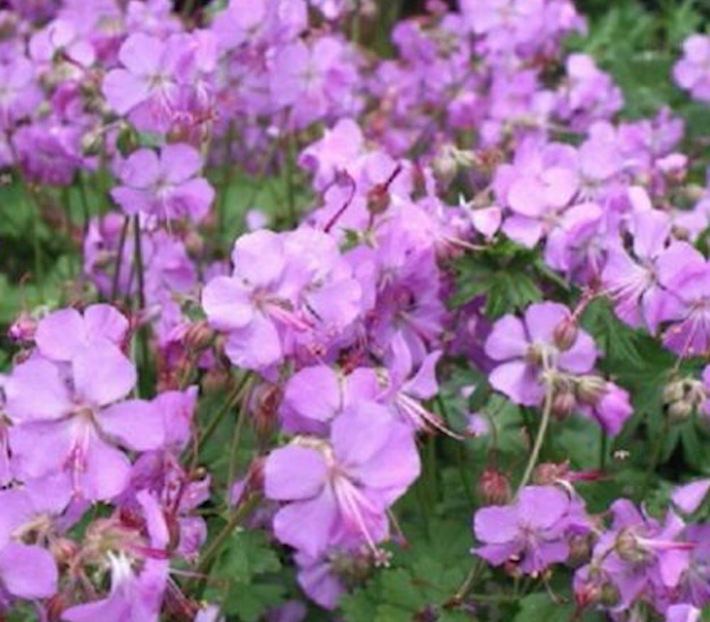 Geranium cantabrigiense 'Cambridge' v.9