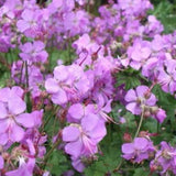 Geranium cantabrigiense 'Cambridge' v.9