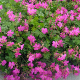 Geranium cantabrigiense 'Crystal Rose'  v.9