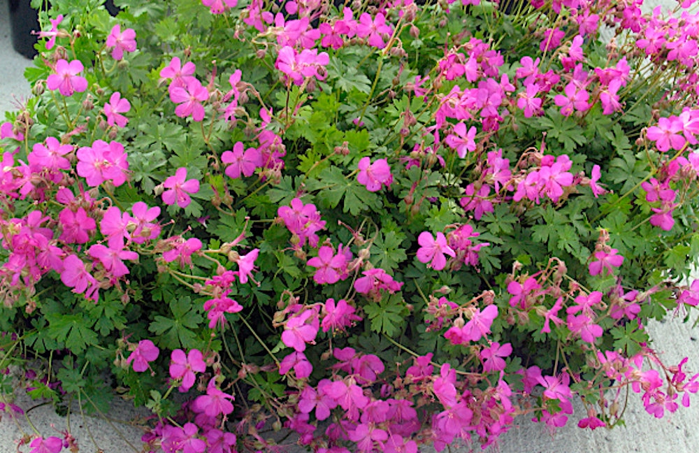 Geranium cantabrigiense 'Crystal Rose'  v.9