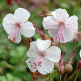 Geranium cantabrigiense 'Lohfelden'  v.9