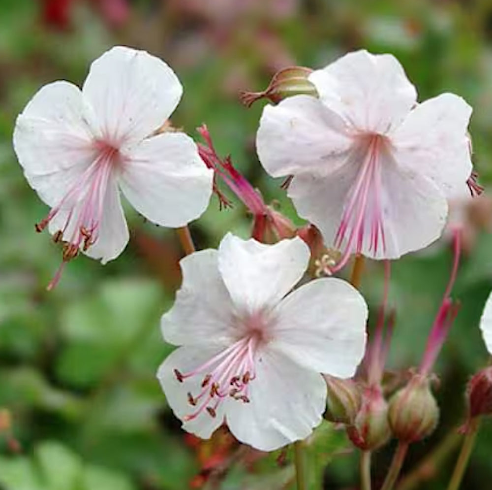 Geranium cantabrigiense 'Lohfelden'  v.9