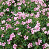 Geranium Endressii 'Wargrave Pink' v.9