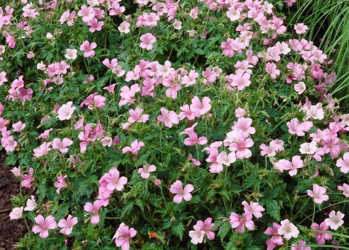 Geranium Endressii 'Wargrave Pink' v.9
