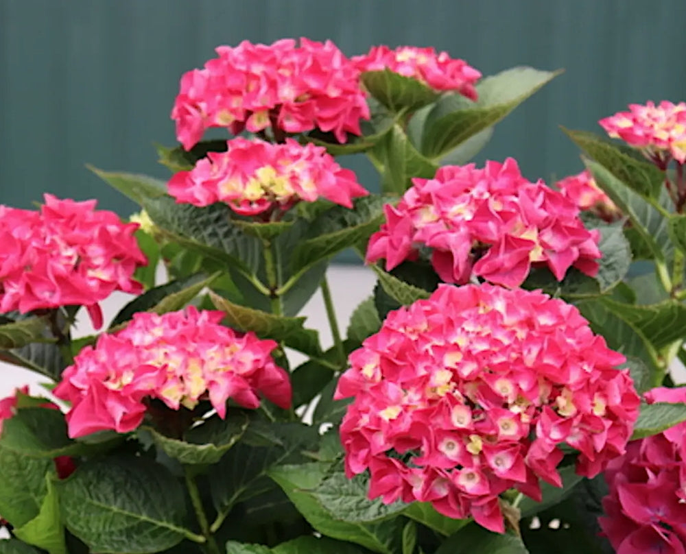 Hydrangea Macrophylla Flair & Flavours® Raspberry Lemonade (Rifiorente)