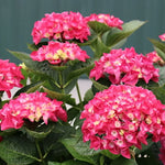 Hydrangea Macrophylla Flair & Flavours® Raspberry Lemonade (Rifiorente)