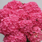 Hydrangea m. Flair & Flavours ® Sweet Cupcake  (Rifiorente) v.15