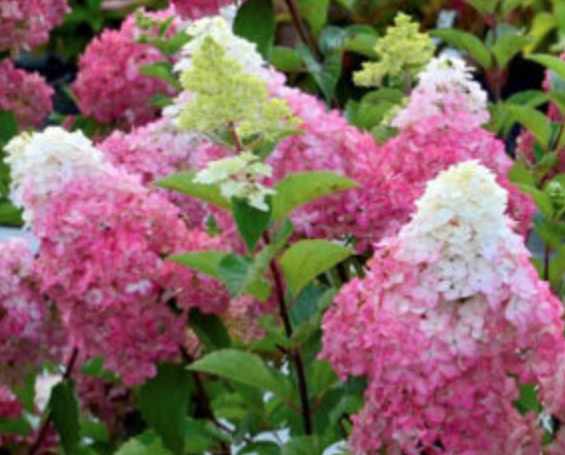 HYDRANGEA PANICULATA PINKACHU (Proven Winnersvaso) 18