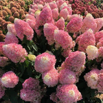 HYDRANGEA PANICULATA PINKACHU (Proven Winnersvaso) 18