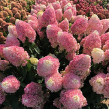 HYDRANGEA PANICULATA PINKACHU (Proven Winnersvaso) 18