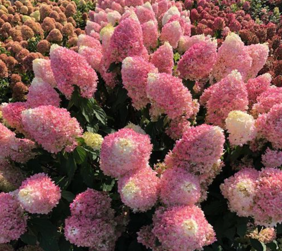 HYDRANGEA PANICULATA PINKACHU (Proven Winnersvaso) 18