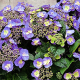 Hydrangea serr. F&F® Blueberry Cheesecake. (PW)