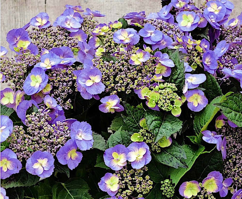 Hydrangea serr. F&F® Blueberry Cheesecake. (PW)