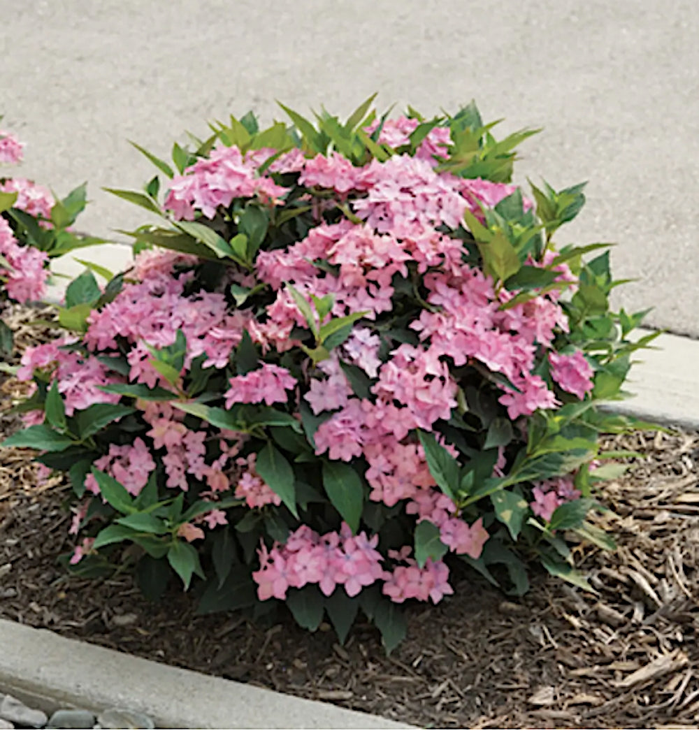 Hydrangea serrata Flair & Flavours® Frozen Smoothy Lavander Pink(PW)