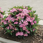 Hydrangea serrata Flair & Flavours® Frozen Smoothy Lavander Pink(PW)