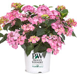 Hydrangea serrata Flair & Flavours® Frozen Smoothy Lavander Pink(PW)