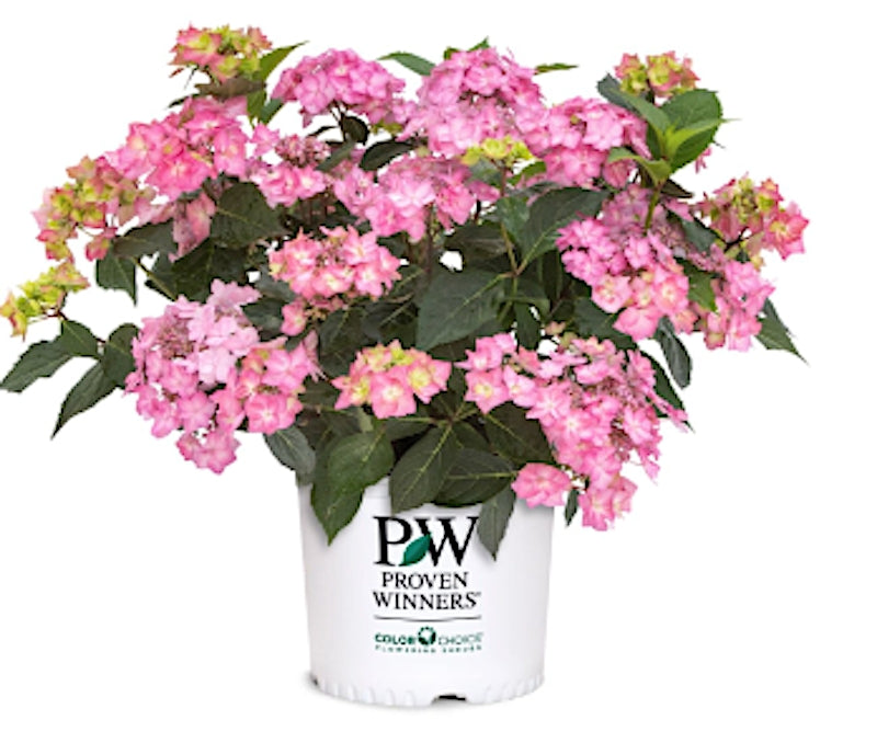 Hydrangea serrata Flair & Flavours® Frozen Smoothy Lavander Pink(PW)