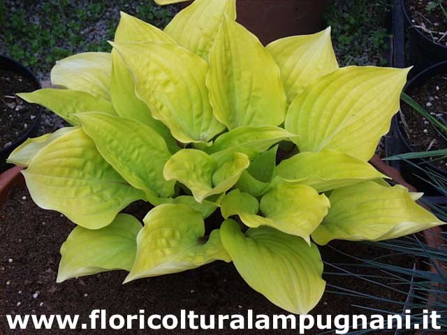 Hosta Aurora