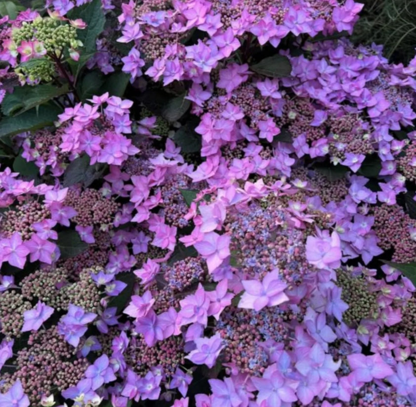 Hydrangea serrata Flair & Flavours® Frozen Smoothy Lavander Blue(PW)