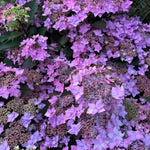 Hydrangea serrata Flair & Flavours® Frozen Smoothy Lavander Blue(PW)