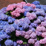 Hydrangea Macr. Bouquet Rose v.19