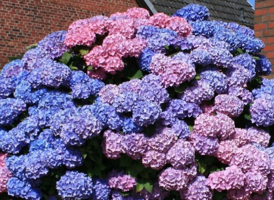 Hydrangea Macr. Bouquet Rose v.19