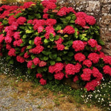 Hydrangea Macr. Red Baron v.19