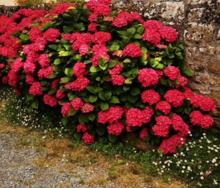 Hydrangea Macr. Red Baron v.19