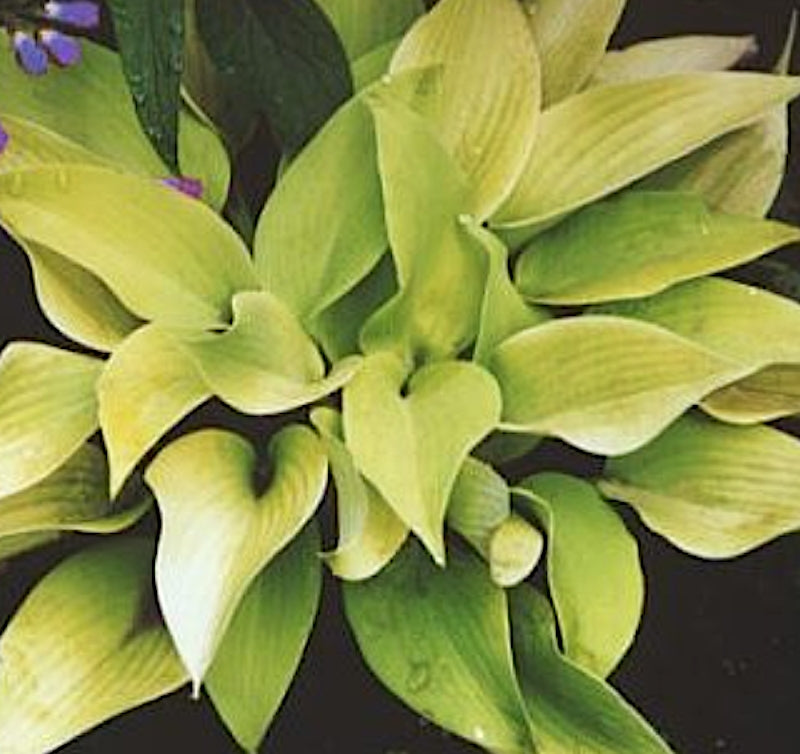 Hosta Miki in vaso