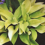 Hosta Miki in vaso