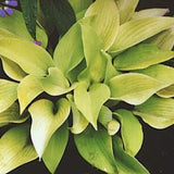 Hosta Miki in vaso