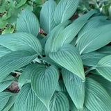 Hosta Okasaki Special. piante in vaso