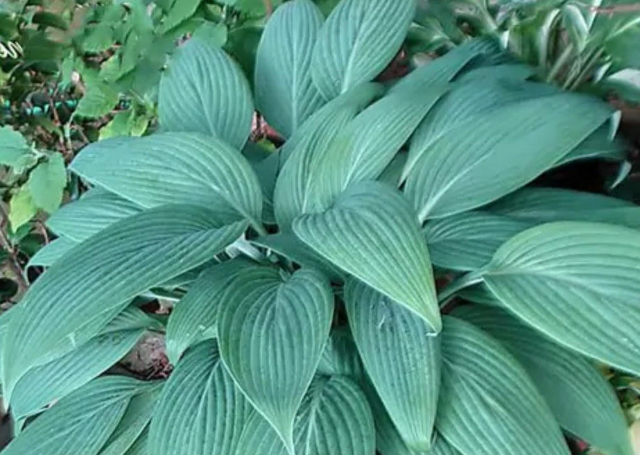 Hosta Okasaki Special. piante in vaso
