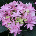 Hydrangea macrophylla 'you and me Romance  vaso 19