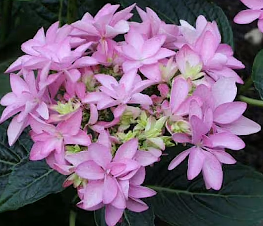 Hydrangea macrophylla 'you and me Romance  vaso 19