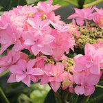 Hydrangea macrophylla 'you and me Romance  vaso 19